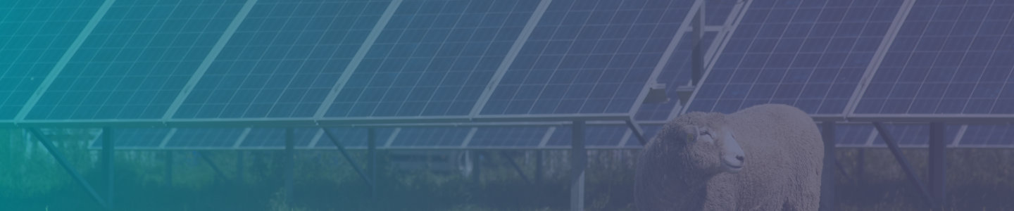 Sheep in front of solar panels in field with teal to purple gradient tint